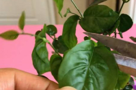 盆栽茉莉冬天修剪方法（北方和南方）