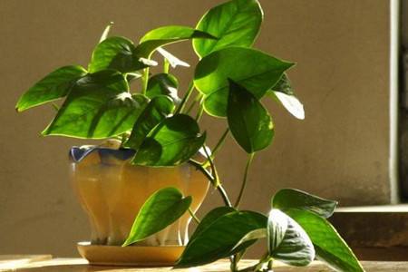 好养的植物盆栽有哪些