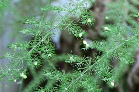 好养的植物盆栽有哪些