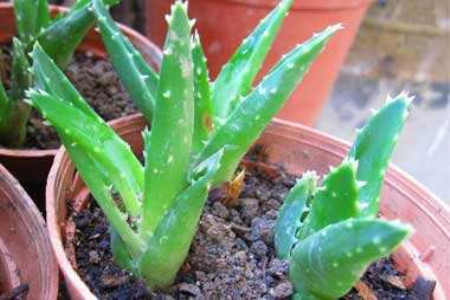 哪种盆栽植物最好养