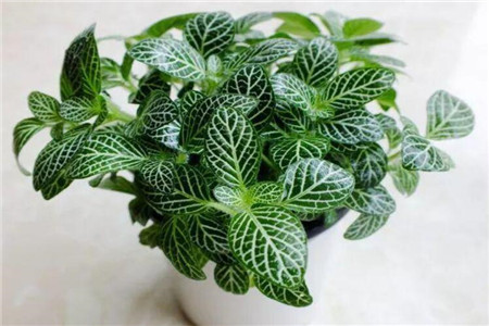 哪种盆栽植物最好养