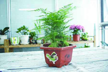 哪种盆栽植物最好养