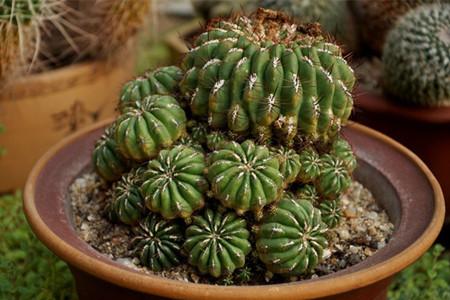 哪种盆栽植物最好养