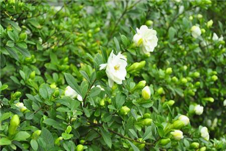栀子花花苞怎么种植护