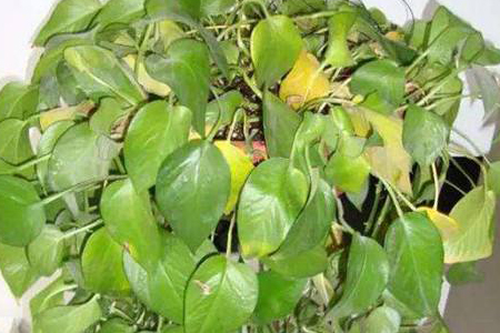 盆栽植物为什么低头
