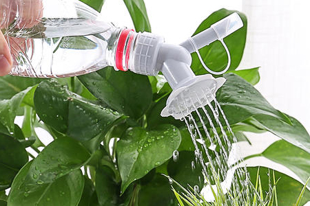盆栽植物多长浇水一次
