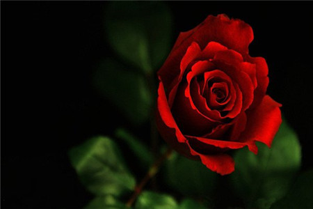 玫瑰百合的花语是啥，送人有什么寓意？