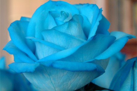 蓝色玫瑰花语是啥，和蓝色妖姬有区别吗？