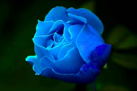 蓝色玫瑰花语是啥，和蓝色妖姬有区别吗？