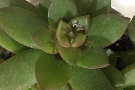 黄丽的养殖方法和注意些什么大全