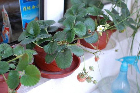 自己在家怎么种草莓
