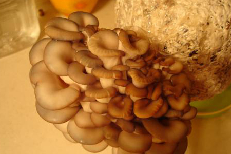 自己在家怎么种蘑菇