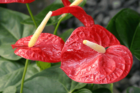 红掌花怎么浇水