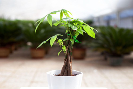 新移植的树木怎么浇水