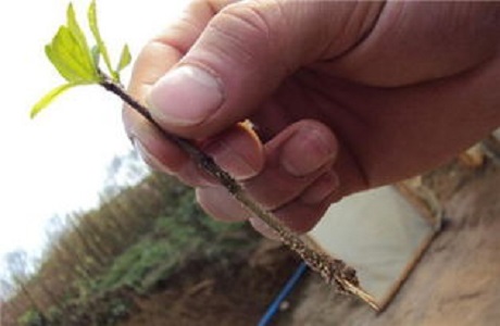 石榴花的养殖方法和注意些什么大全