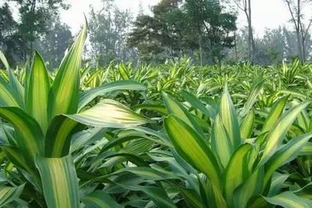 大树移植的栽植方法技巧