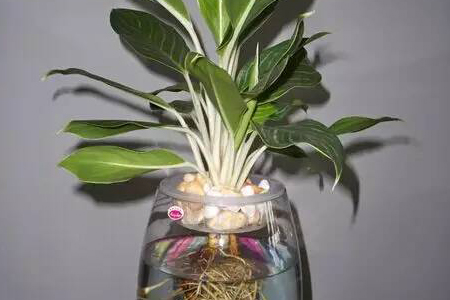 竹芋品种及栽培方法技巧