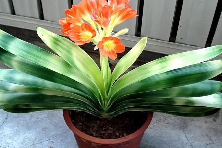 君子兰可以放在卧室吗（家庭养法）