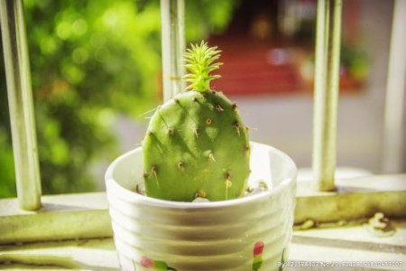 仙人掌可以放在卧室吗（家庭养法）