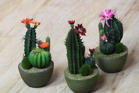 仙人掌可以放在卧室吗（家庭养法）