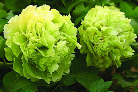 大花假虎刺种植方法技巧