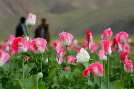 大花假虎刺种植方法技巧