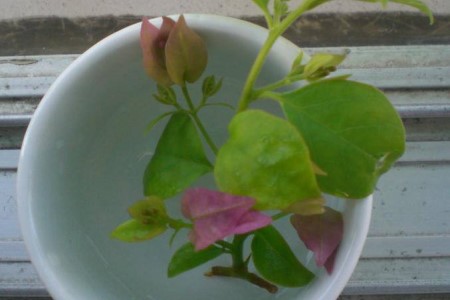 三角梅能水培吗