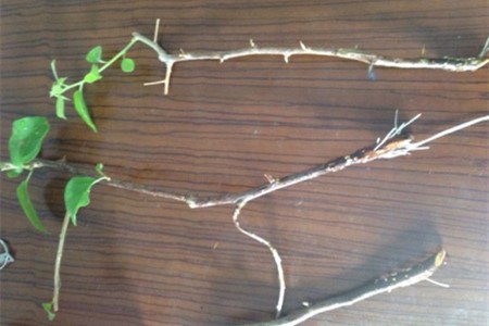 三角梅能水培吗