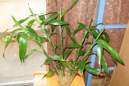 竹子的枝条能水培吗