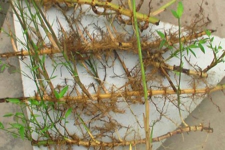 竹子的枝条能水培吗