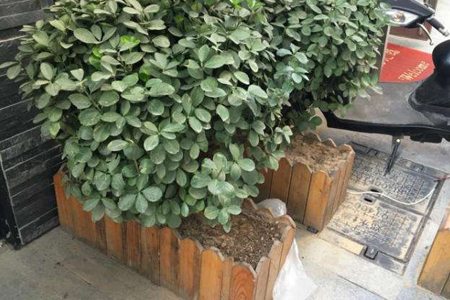 冬青树移栽技术方法技巧