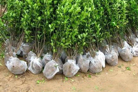 冬青树移栽技术方法技巧