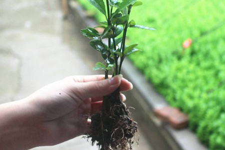 冬青树移栽技术方法技巧