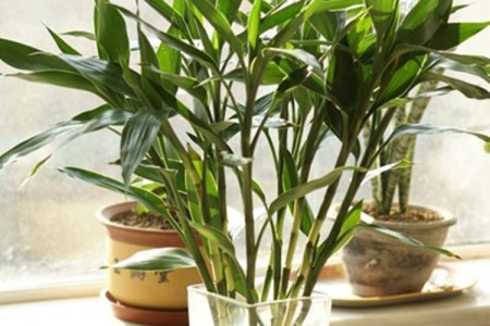 竹子的枝条能水培吗