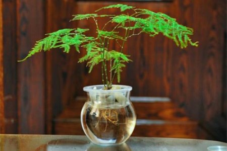 剪下来的文竹能水培吗