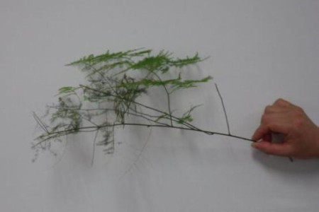 剪下来的文竹能水培吗