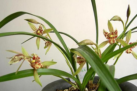 兰花热天养护管理方法技巧