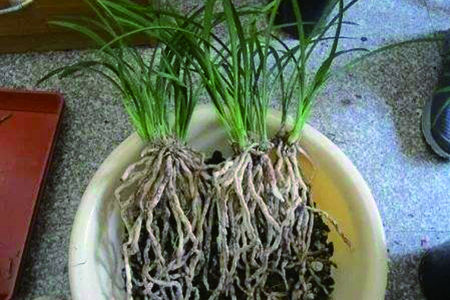 兰花的养护方法技巧