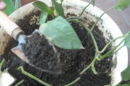 绿萝的养护方法技巧