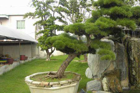 黑松的上盆方法技巧