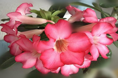 沙漠玫瑰的盆栽方法技巧