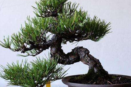 黑松的上盆方法技巧