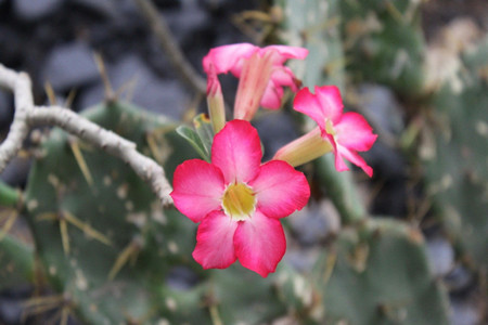 沙漠玫瑰的盆栽方法技巧