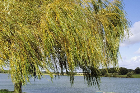 垂柳扦插和栽培方法技巧