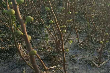 果树扦插繁殖的方法技巧