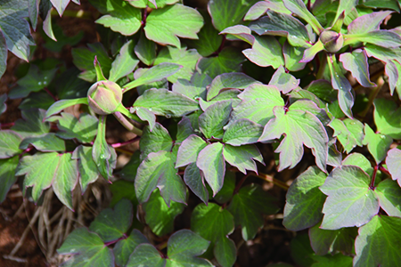 牡丹花的养殖方法技巧