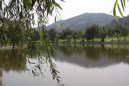 垂柳扦插和栽培方法技巧