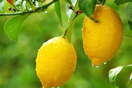 柠檬水肥管理技术方法技巧