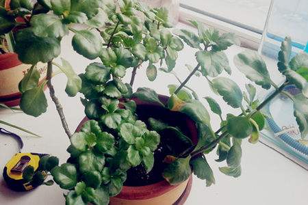 长寿花的种植方法技巧