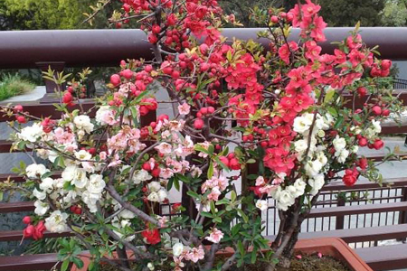 盆栽桃花养护方法技巧